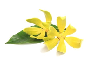 Geurkaart Diamante Ylang Ylang